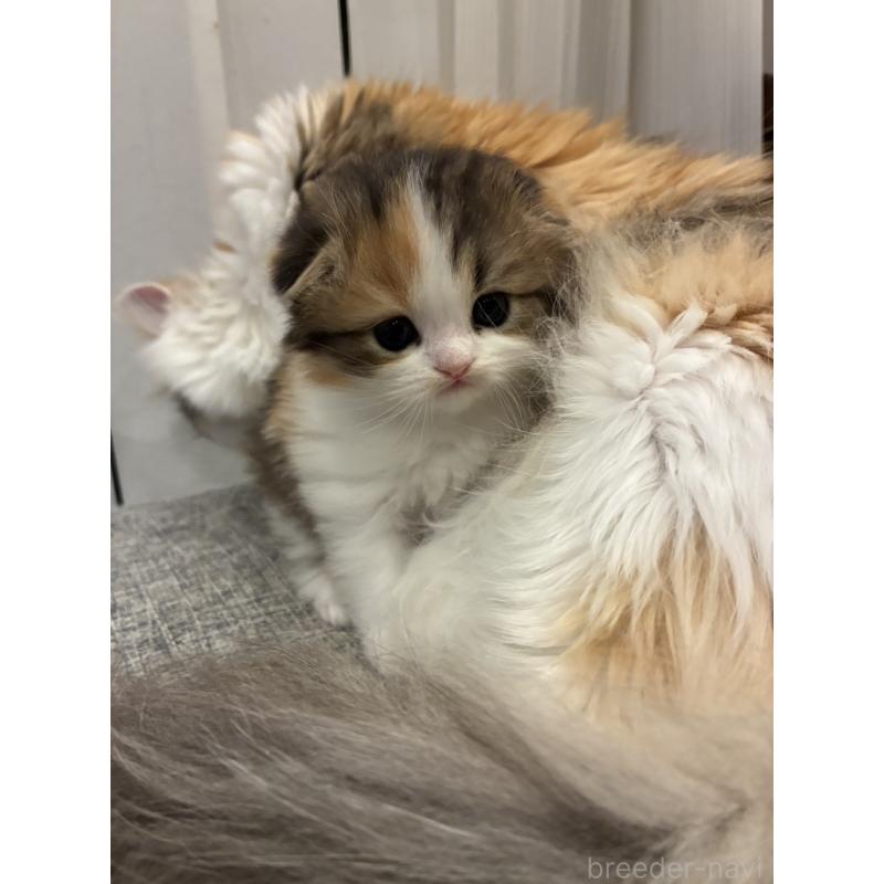 販売中の埼玉県のスコティッシュフォールド-136971の12枚目