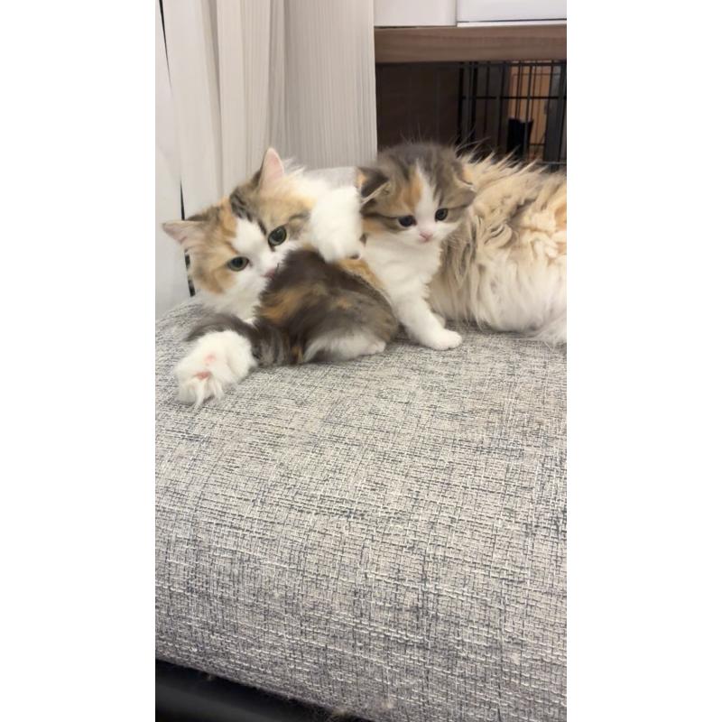 販売中の埼玉県のスコティッシュフォールド-136971の11枚目