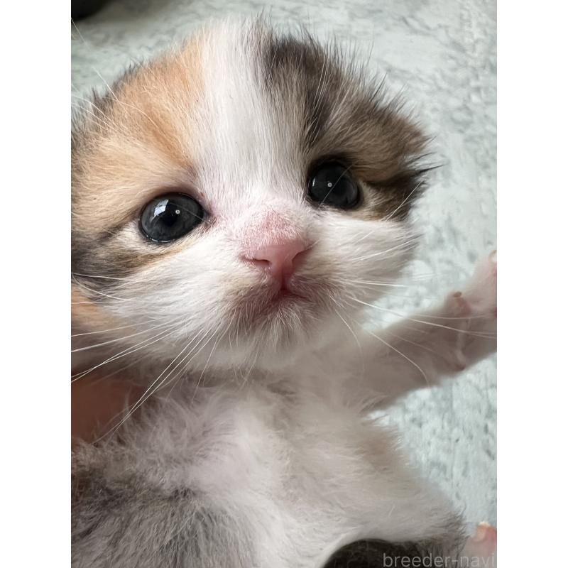 販売中の埼玉県のスコティッシュフォールド-136971の10枚目