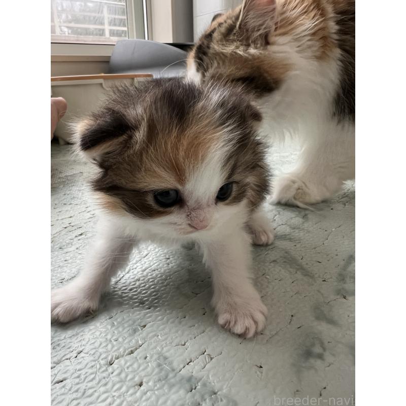 販売中の埼玉県のスコティッシュフォールド-136971の8枚目