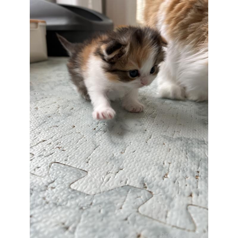 販売中の埼玉県のスコティッシュフォールド-136971の7枚目