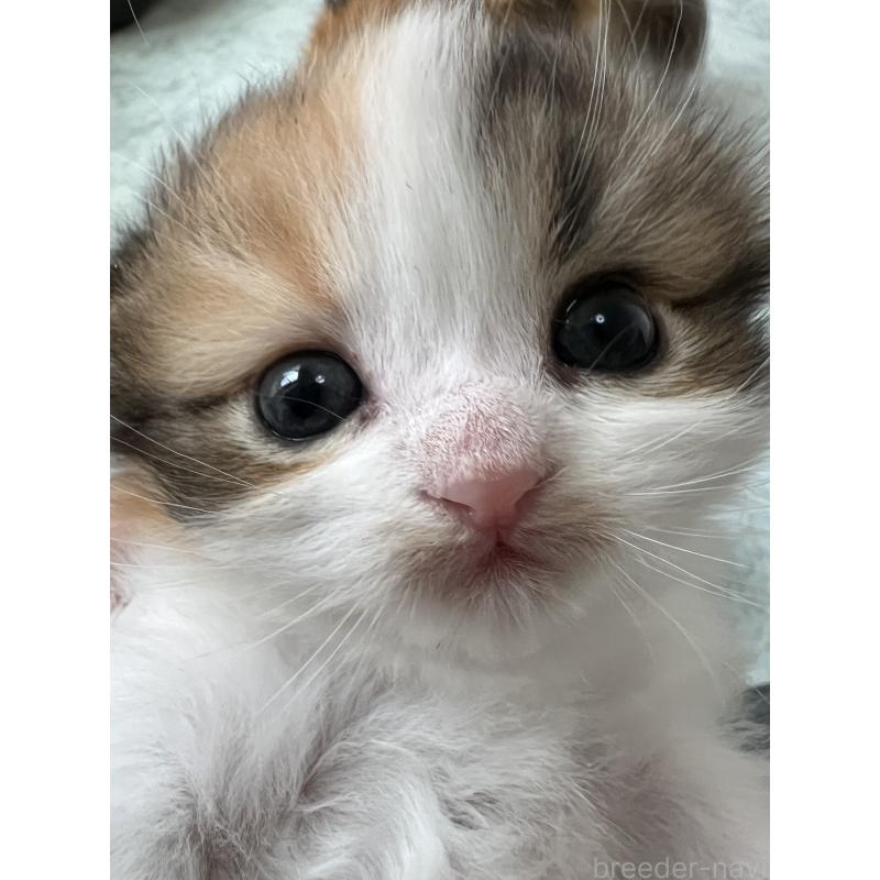 販売中の埼玉県のスコティッシュフォールド-136971の6枚目