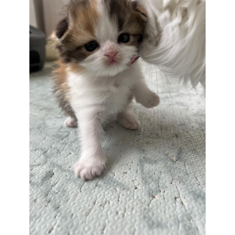 販売中の埼玉県のスコティッシュフォールド-136971の5枚目