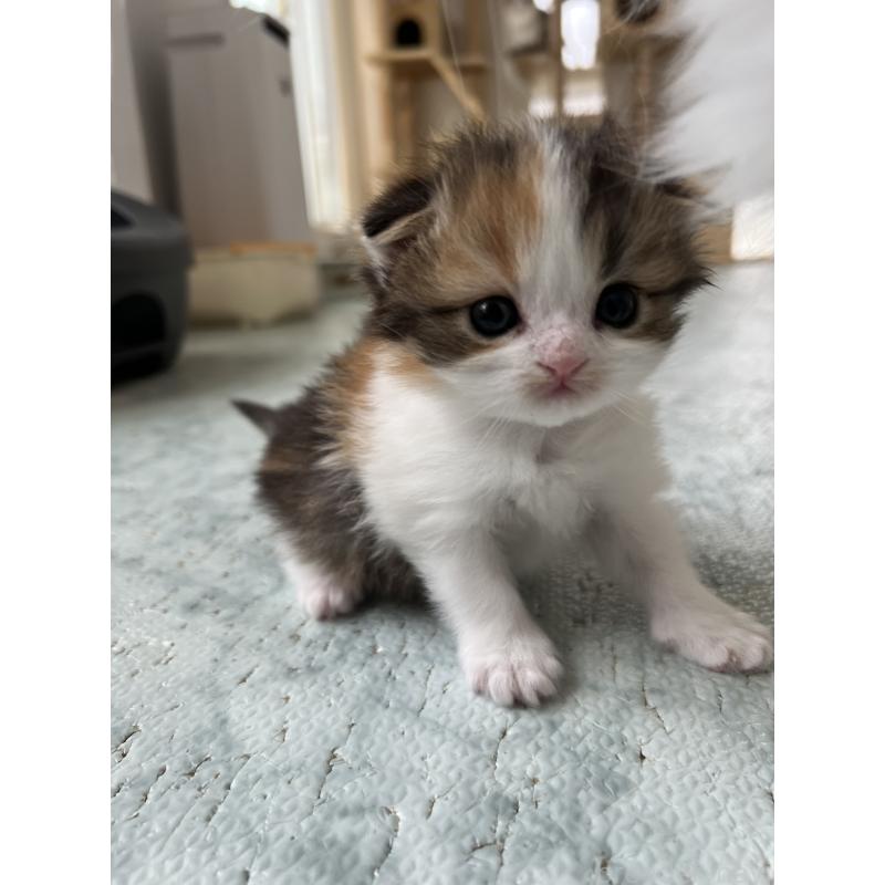 販売中の埼玉県のスコティッシュフォールド-136971の4枚目