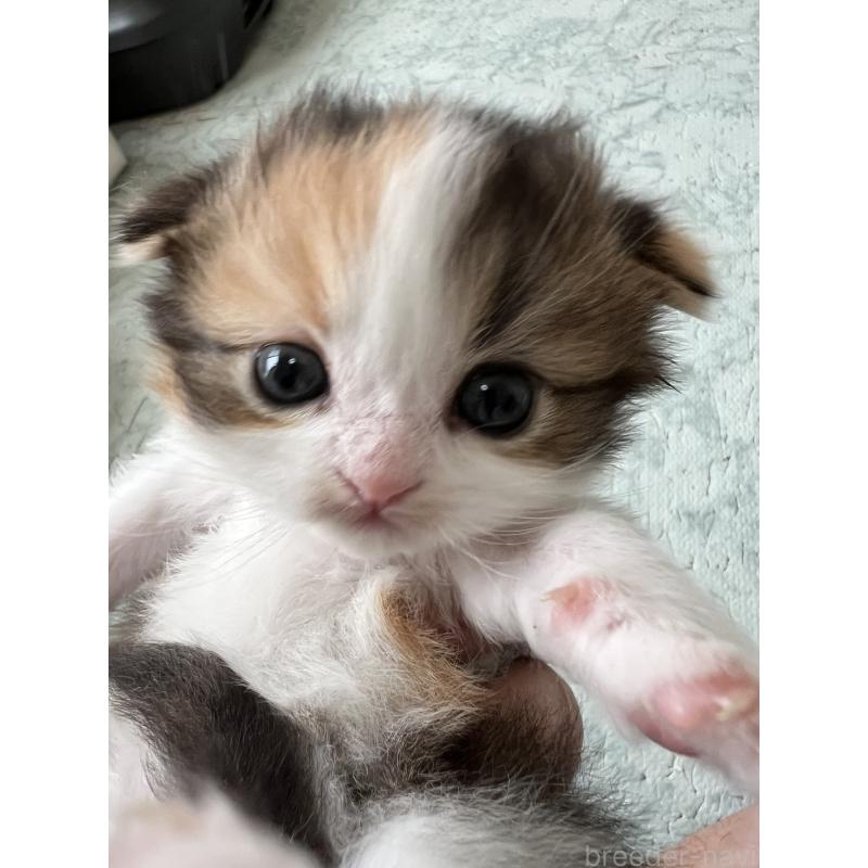 販売中の埼玉県のスコティッシュフォールド-136971の3枚目