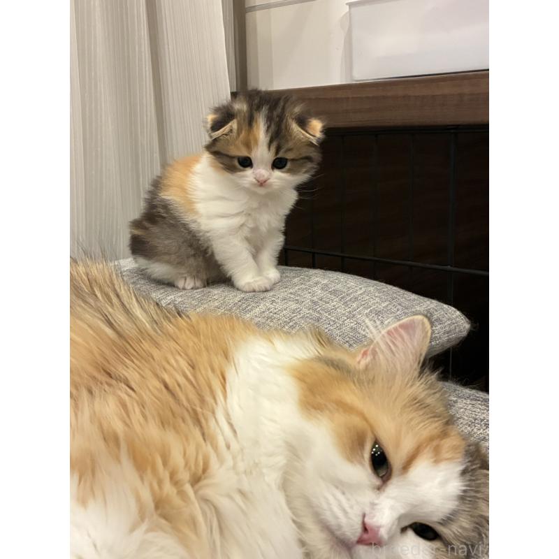 販売中の埼玉県のスコティッシュフォールド-136971の2枚目