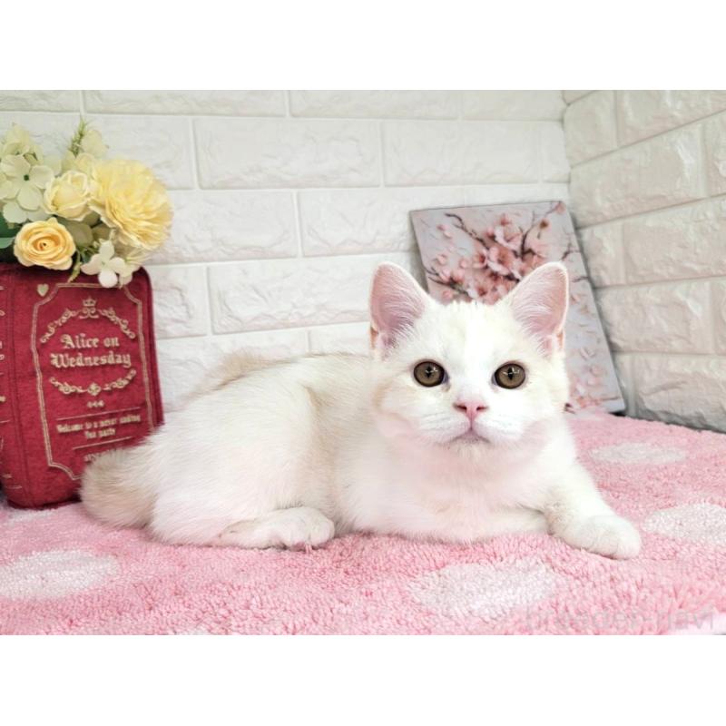 販売中の埼玉県のミヌエット-134627の1枚目