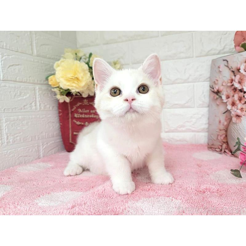 販売中の埼玉県のミヌエット-134627の5枚目