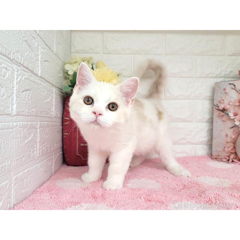 販売中の埼玉県のミヌエット-134627の4枚目