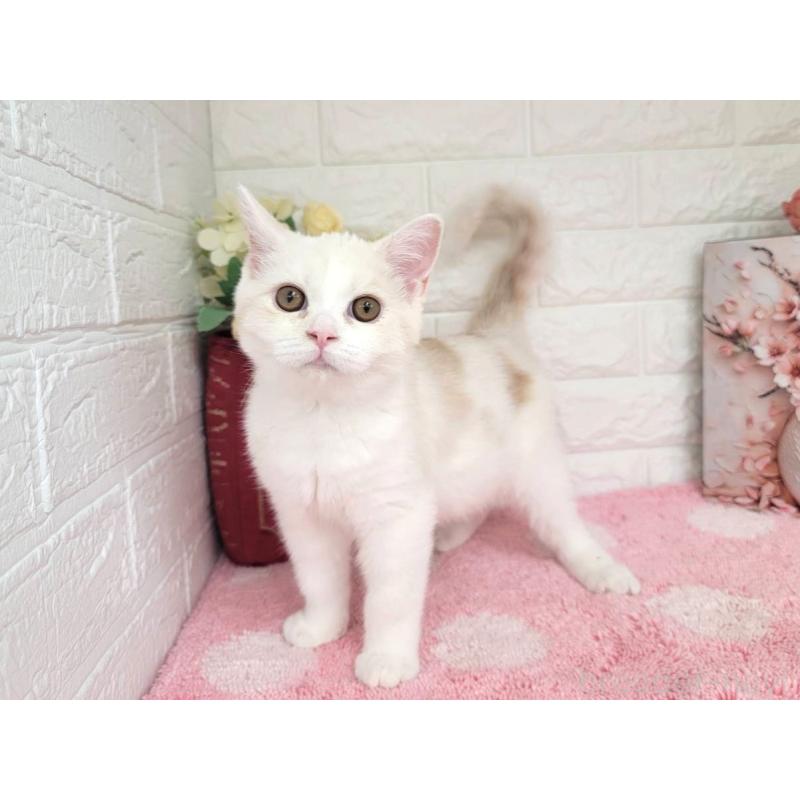 販売中の埼玉県のミヌエット-134627の3枚目