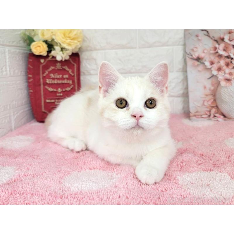 販売中の埼玉県のミヌエット-134627の2枚目