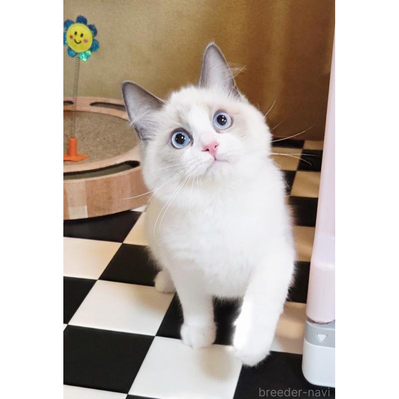 商談中の奈良県のラグドール-136538