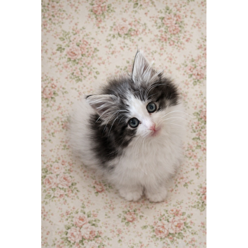 商談中の山口県のノルウェージャンフォレストキャット-136972の2枚目