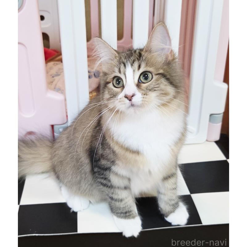 販売中の奈良県のサイベリアン-132474の6枚目