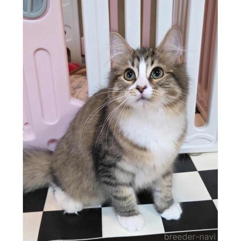 販売中の奈良県のサイベリアン-132474の5枚目