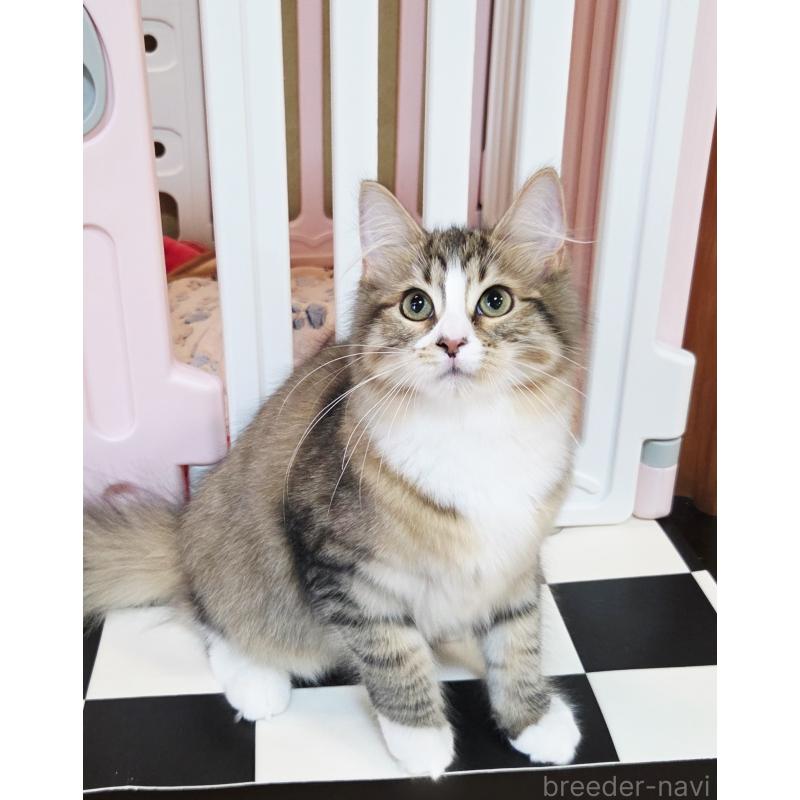 販売中の奈良県のサイベリアン-132474の4枚目