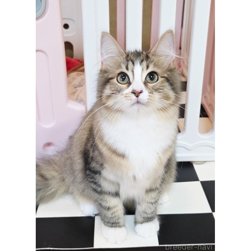 販売中の奈良県のサイベリアン-132474の3枚目