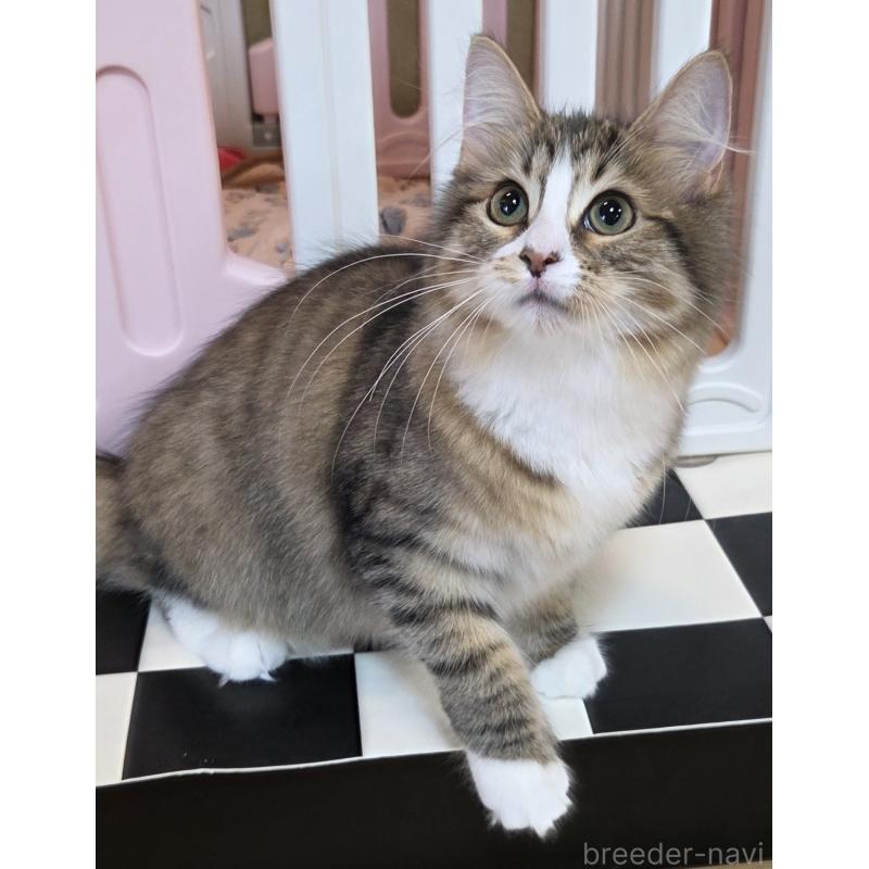 販売中の奈良県のサイベリアン-132474の2枚目