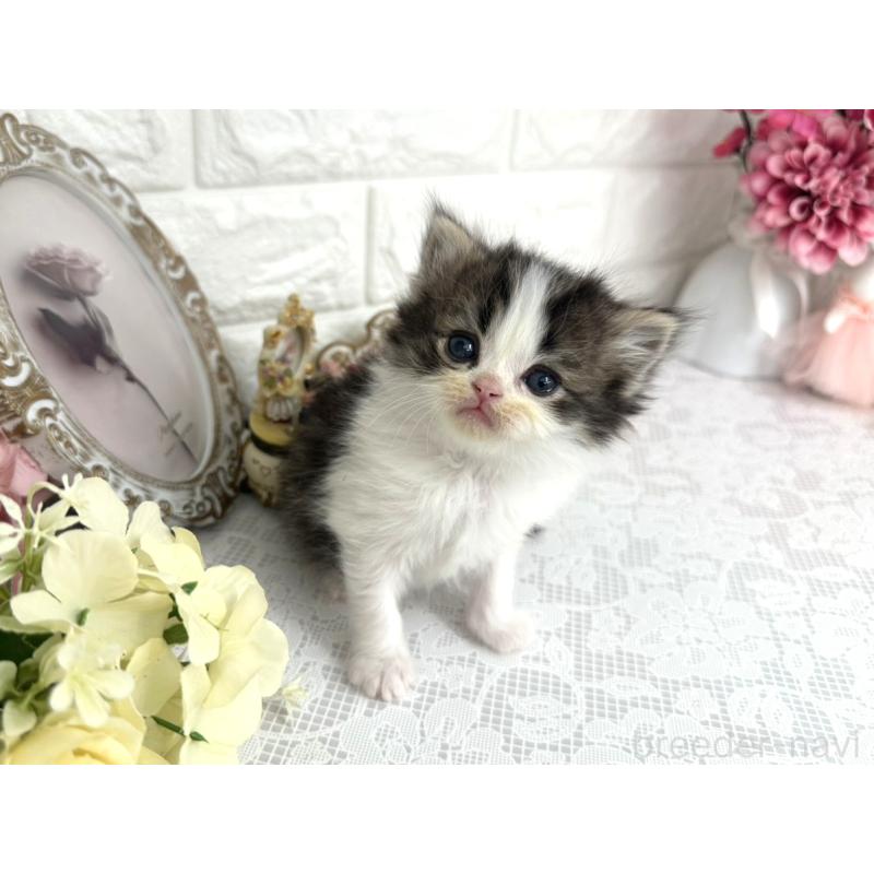 販売中の埼玉県のミヌエット-136973