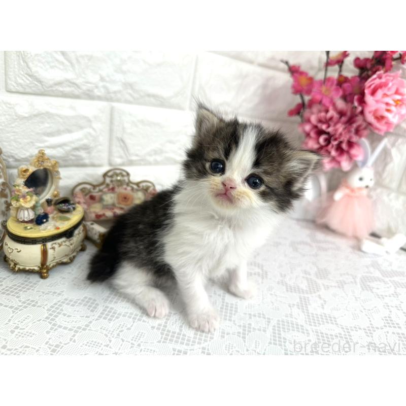 販売中の埼玉県のミヌエット-136973の6枚目