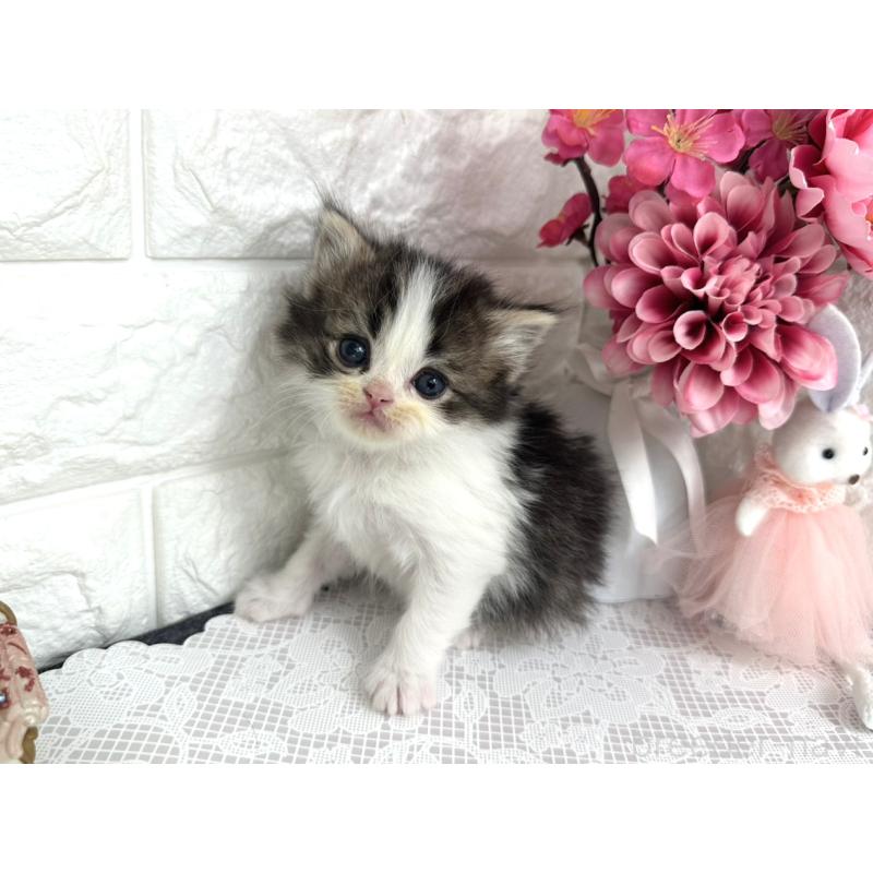 販売中の埼玉県のミヌエット-136973の5枚目