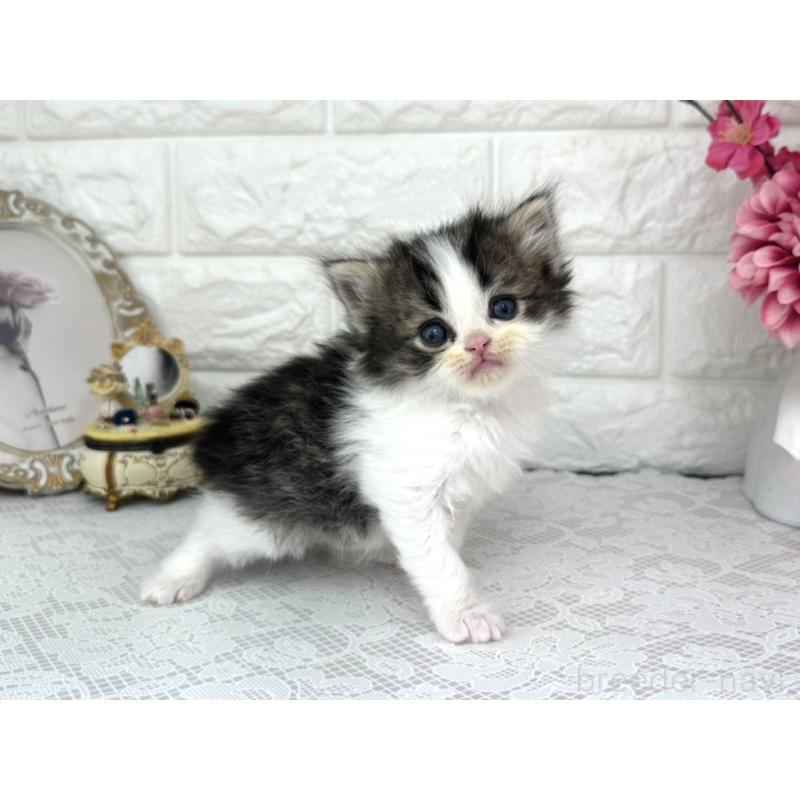 販売中の埼玉県のミヌエット-136973の3枚目