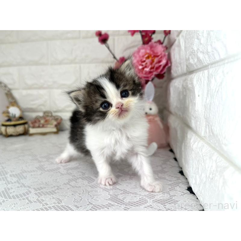 販売中の埼玉県のミヌエット-136973の2枚目