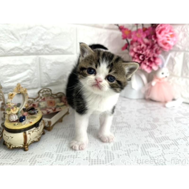 販売中の埼玉県のミヌエット-136974の6枚目