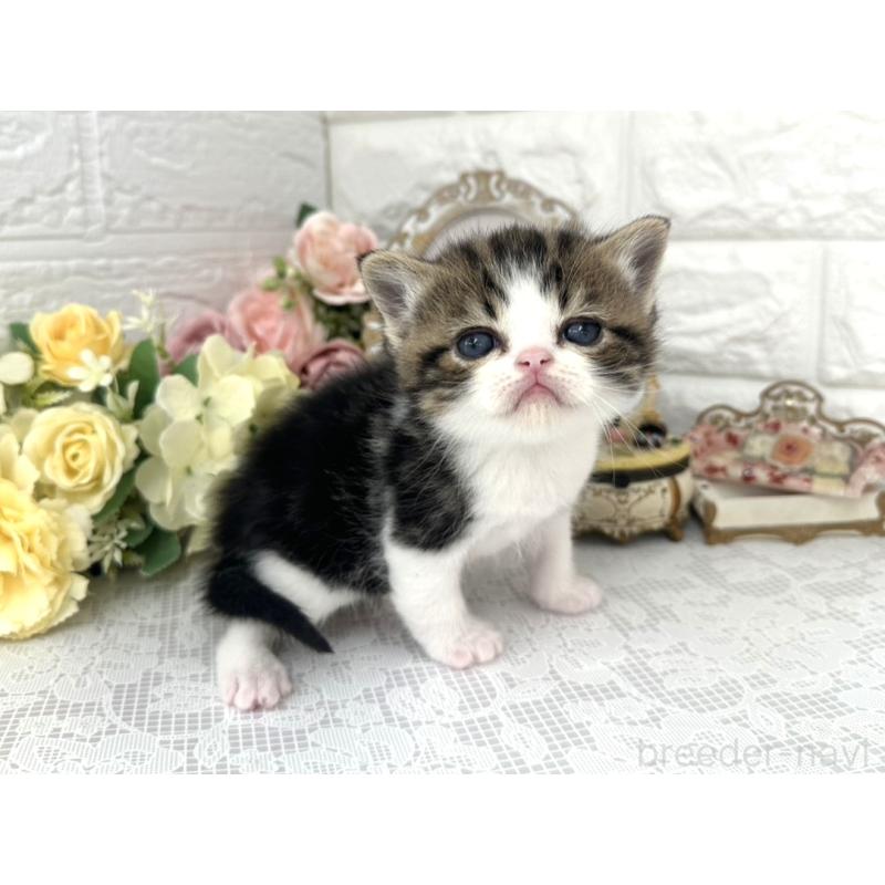 販売中の埼玉県のミヌエット-136974の5枚目