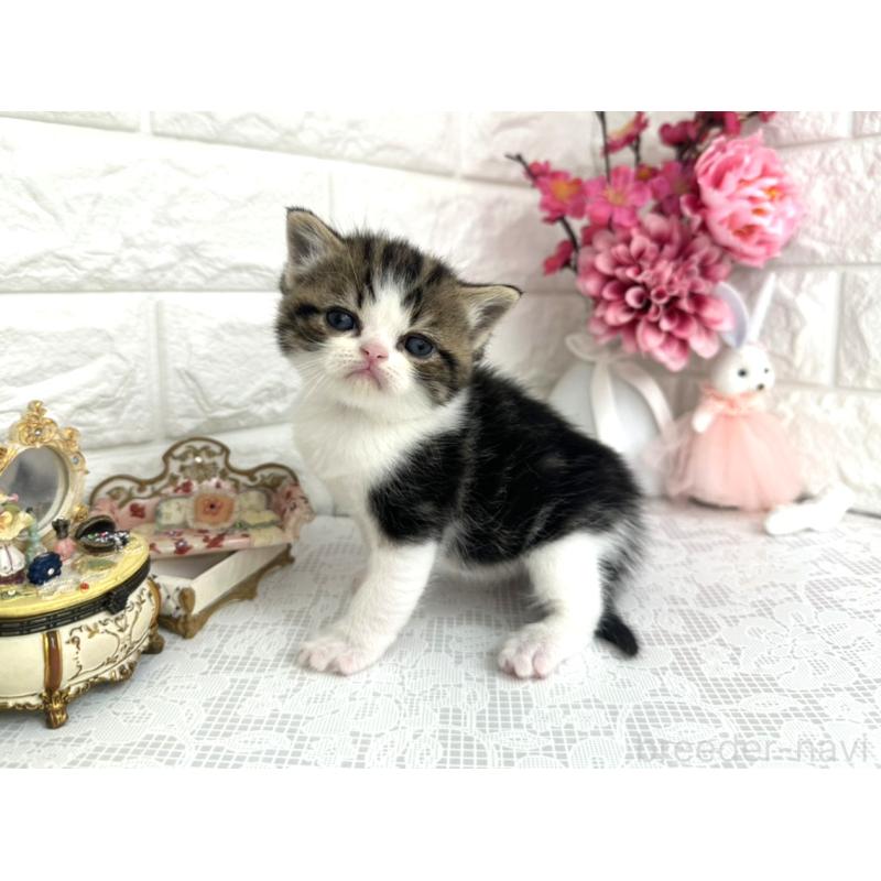 販売中の埼玉県のミヌエット-136974の4枚目