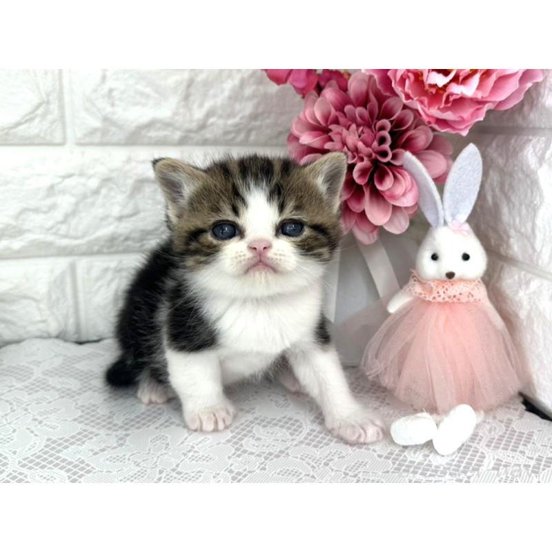 販売中の埼玉県のミヌエット-136974の3枚目