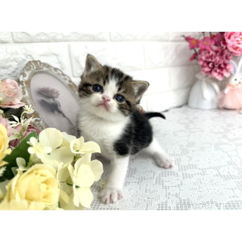 販売中の埼玉県のミヌエット-136974の2枚目