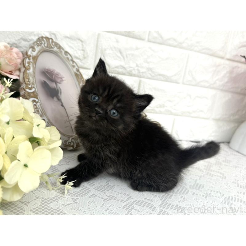 販売中の埼玉県のミヌエット-136975の6枚目