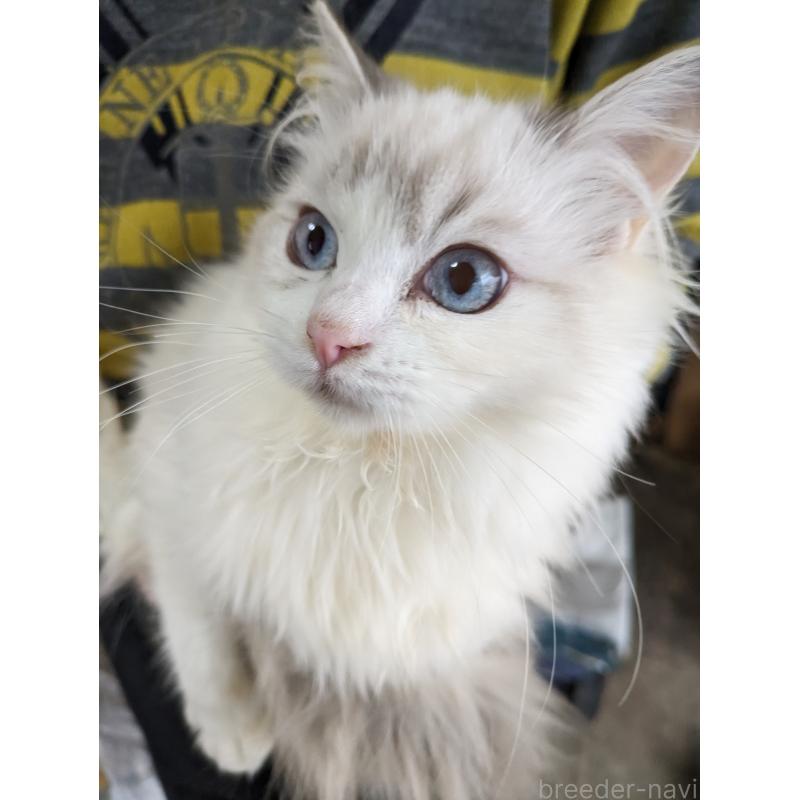 販売中の大阪府のラグドール-134687の10枚目