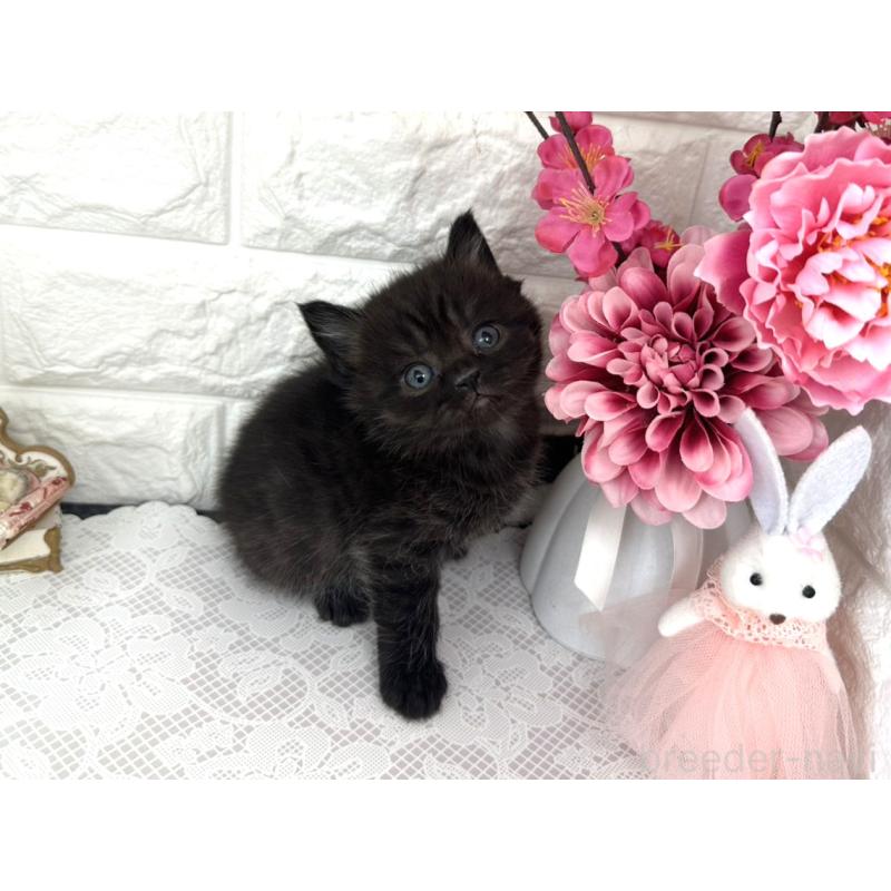 販売中の埼玉県のミヌエット-136975の5枚目