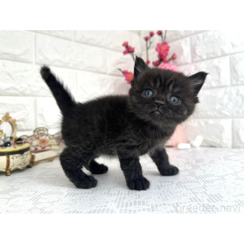 販売中の埼玉県のミヌエット-136975の4枚目