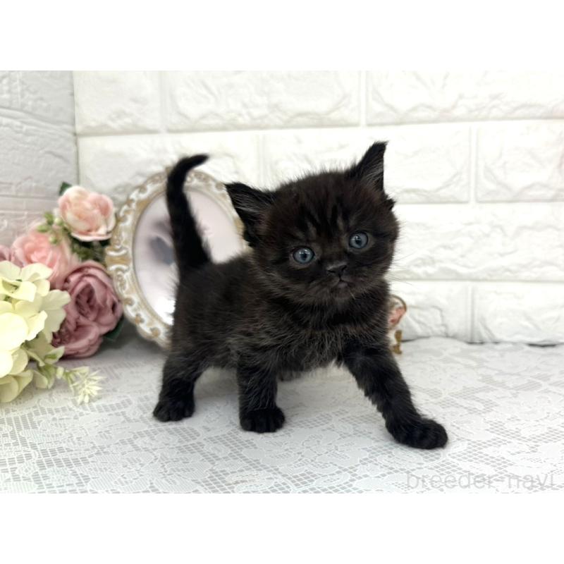 販売中の埼玉県のミヌエット-136975の3枚目