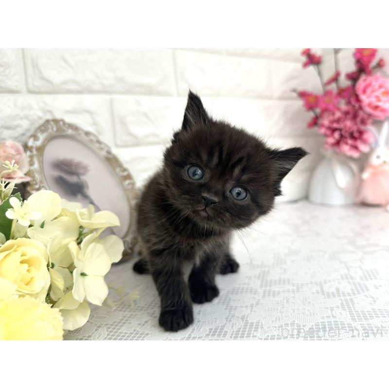 販売中の埼玉県のミヌエット-136975の2枚目