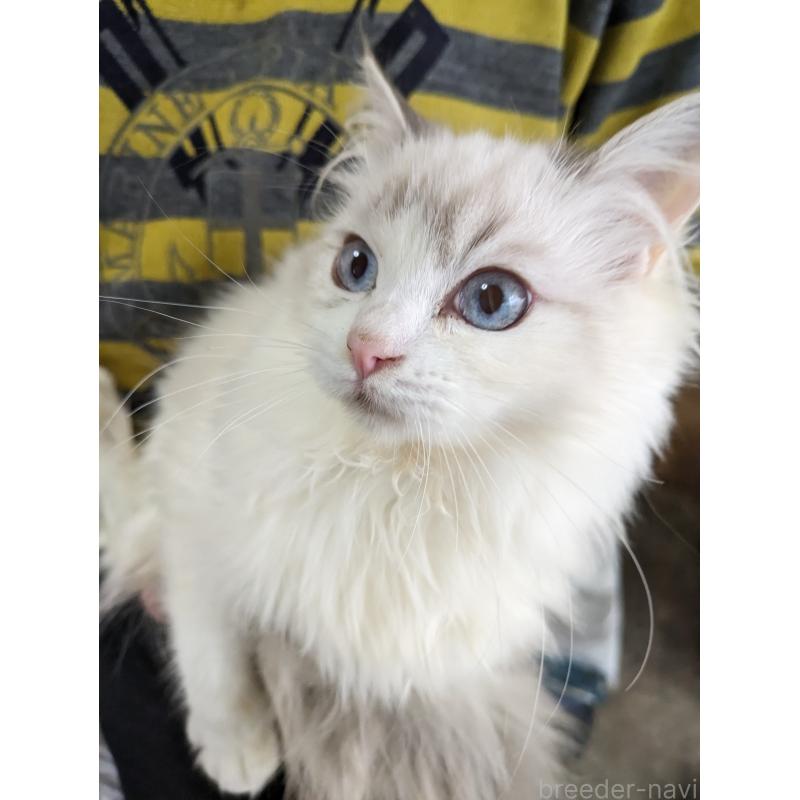 販売中の大阪府のラグドール-134687の9枚目