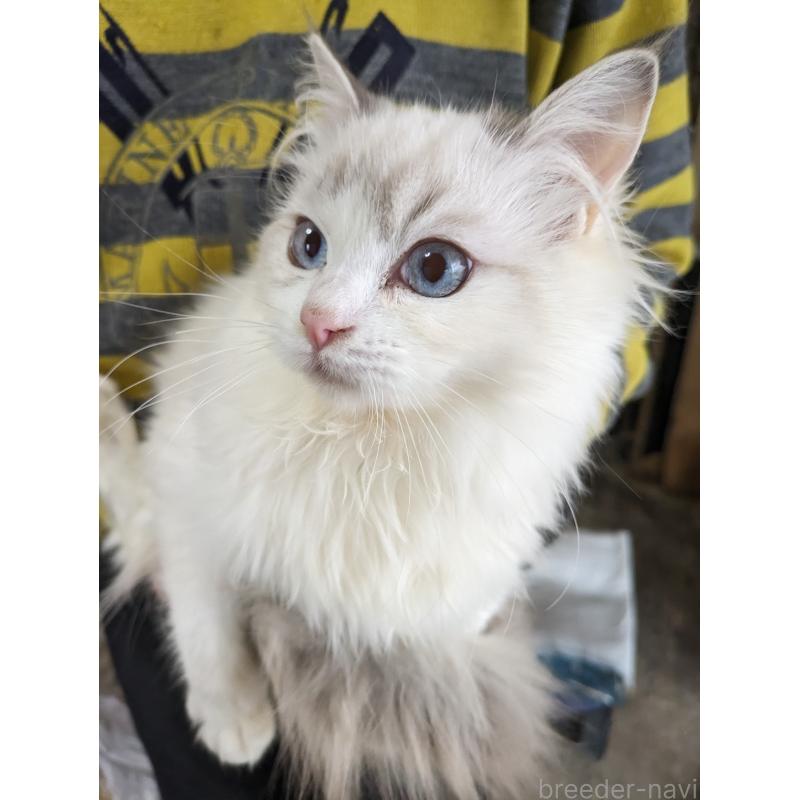 販売中の大阪府のラグドール-134687の8枚目