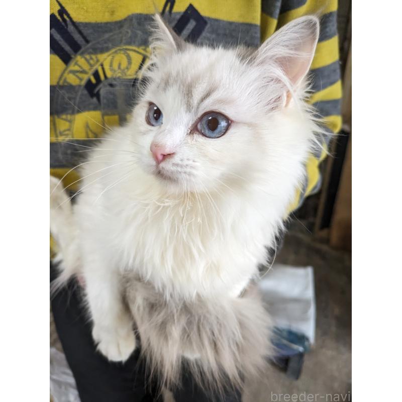 販売中の大阪府のラグドール-134687の6枚目