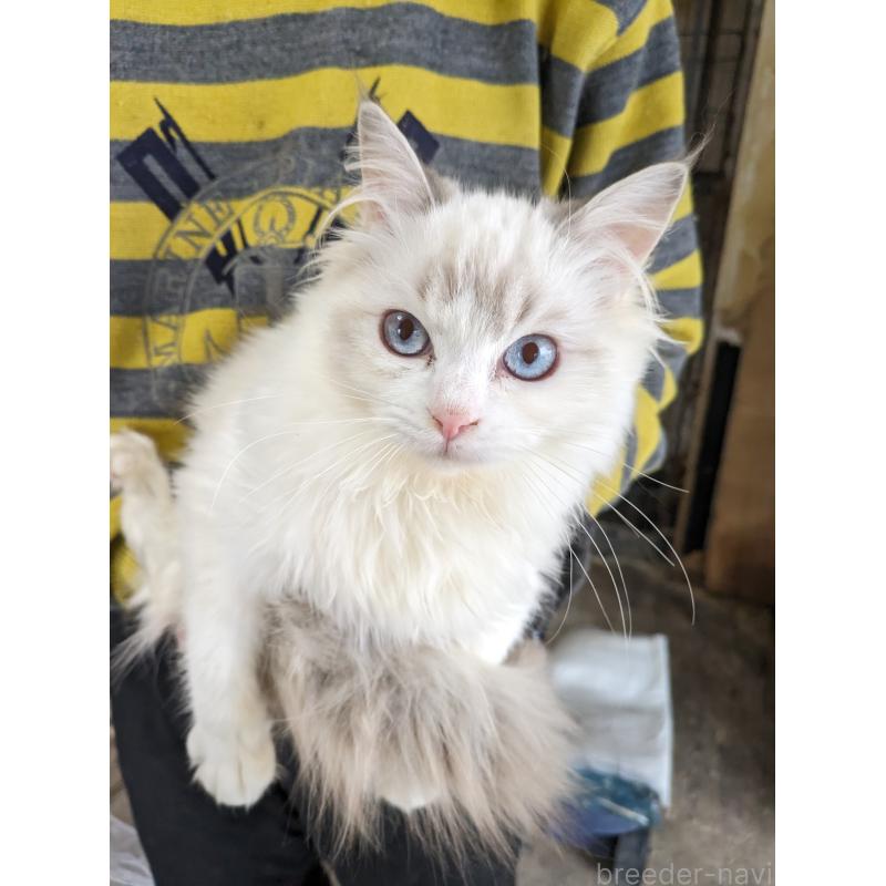 販売中の大阪府のラグドール-134687の5枚目