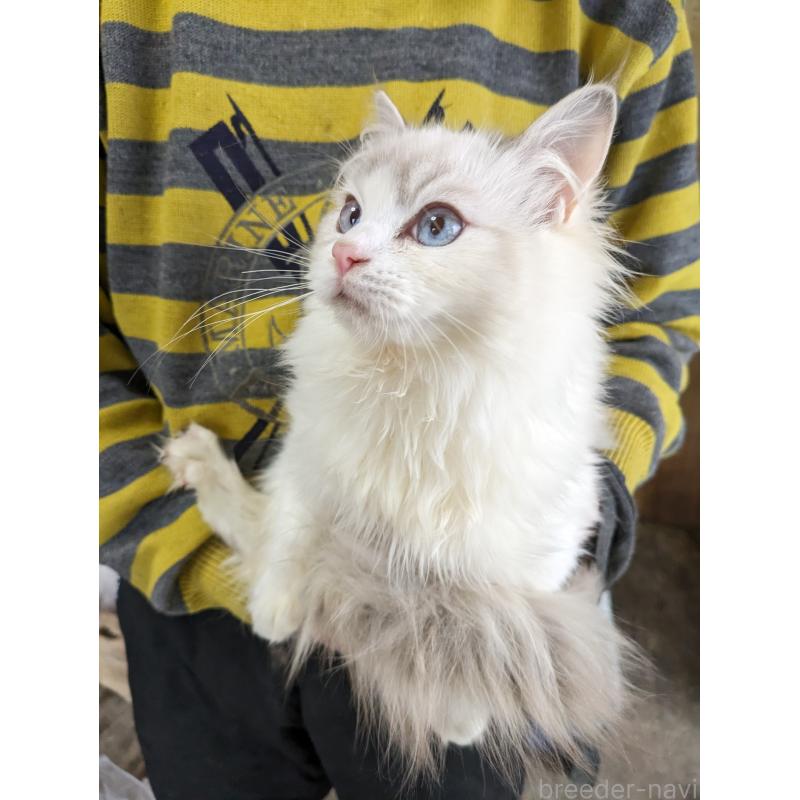 販売中の大阪府のラグドール-134687の3枚目