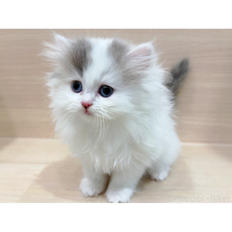 販売中の東京都のラガマフィン-136977の1枚目