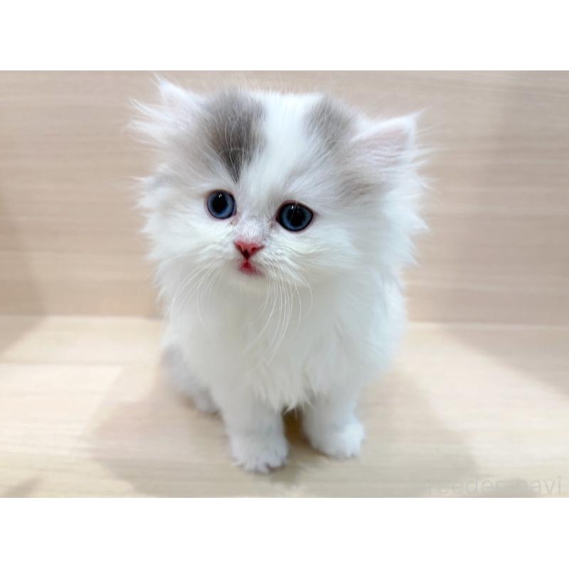 販売中の東京都のラガマフィン-136977の5枚目