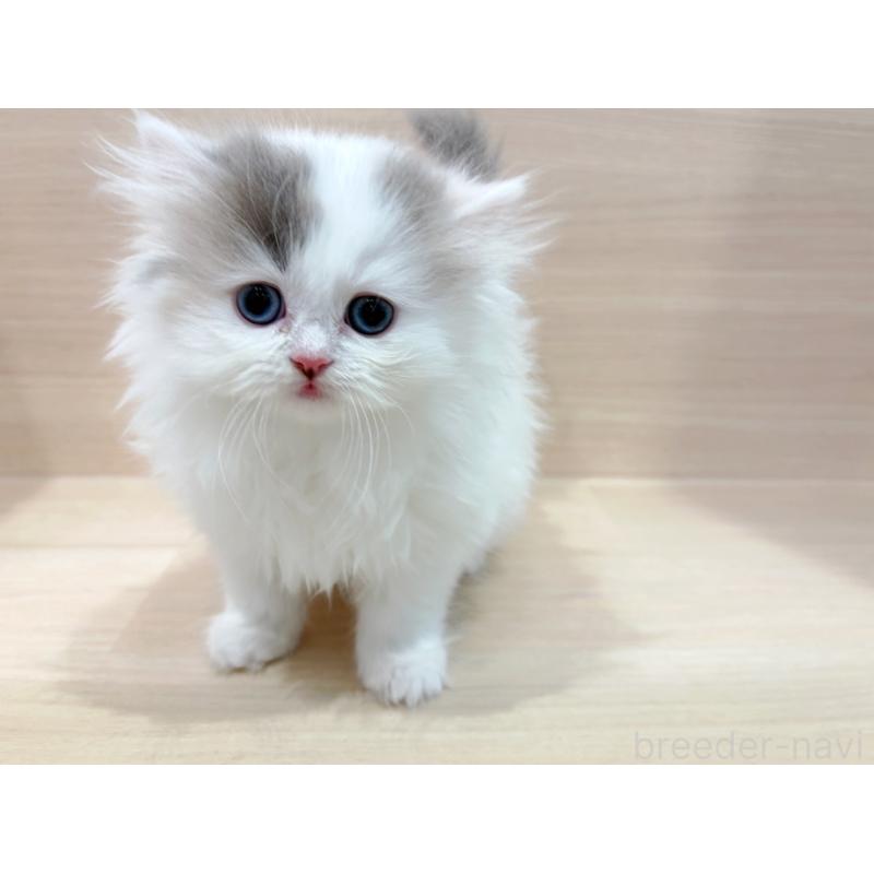 販売中の東京都のラガマフィン-136977の4枚目