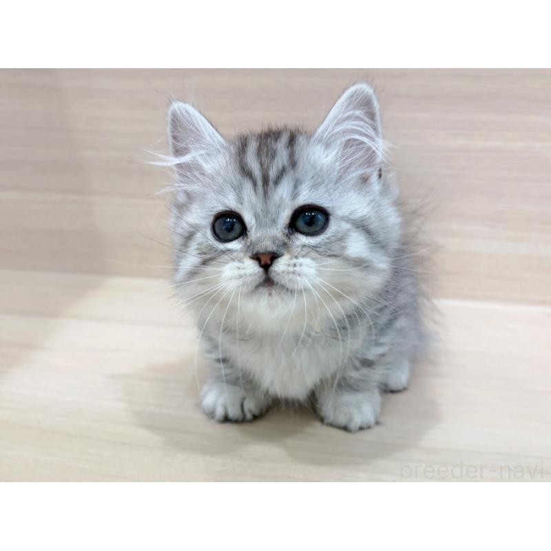 販売中の東京都のミヌエット(短足)-136978の1枚目