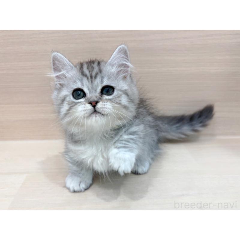 販売中の東京都のミヌエット(短足)-136978の4枚目