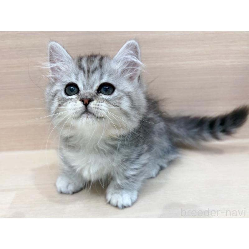 販売中の東京都のミヌエット(短足)-136978の3枚目