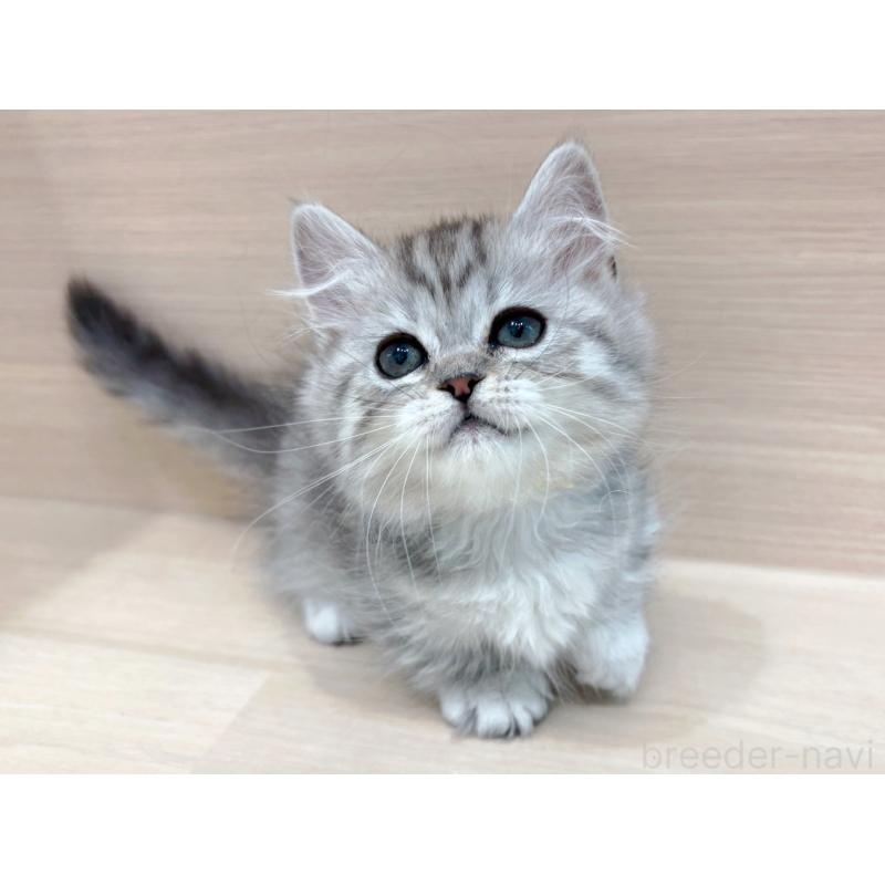 販売中の東京都のミヌエット(短足)-136978の2枚目